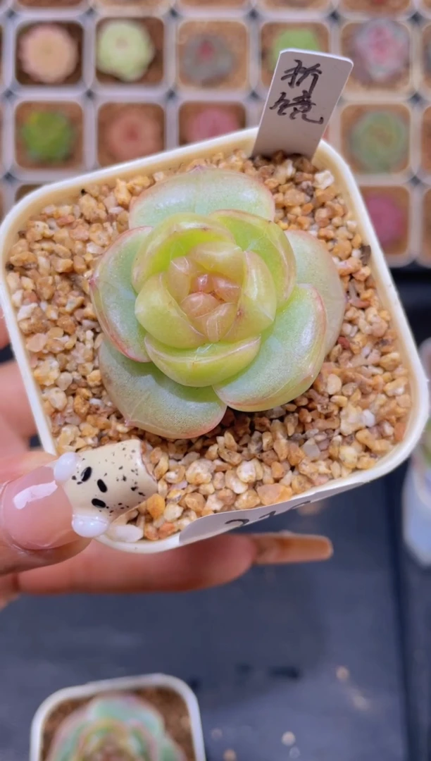 【闪购商品】210折镜