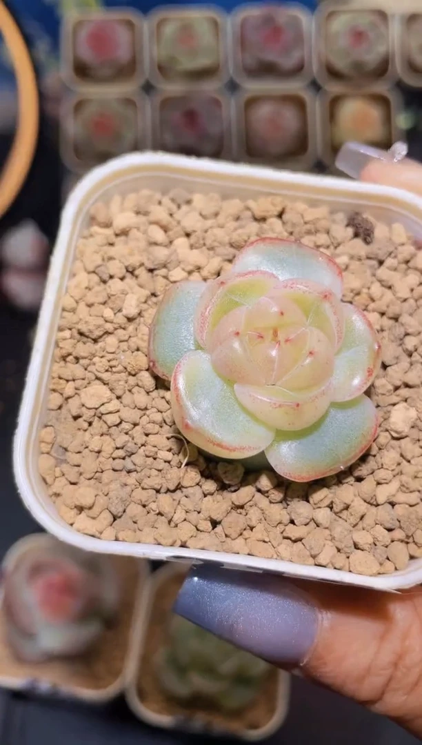 【闪购商品】215灯芯珍妮