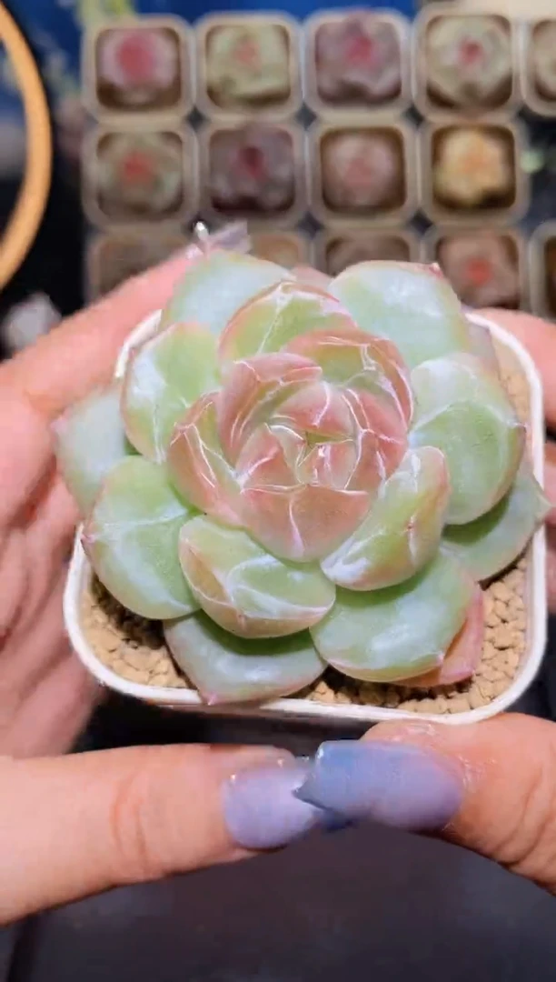 【闪购商品】211渐变爆珠