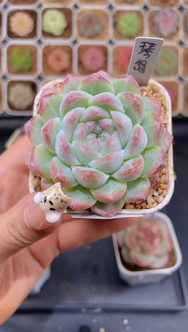 【闪购商品】142琴岛