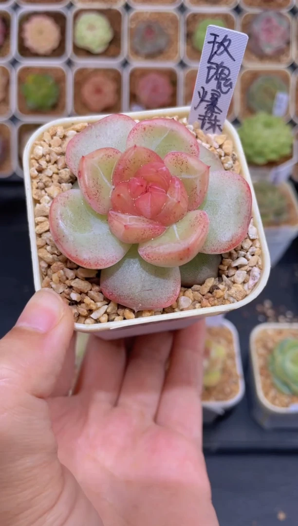 【闪购商品】308玫瑰爆珠