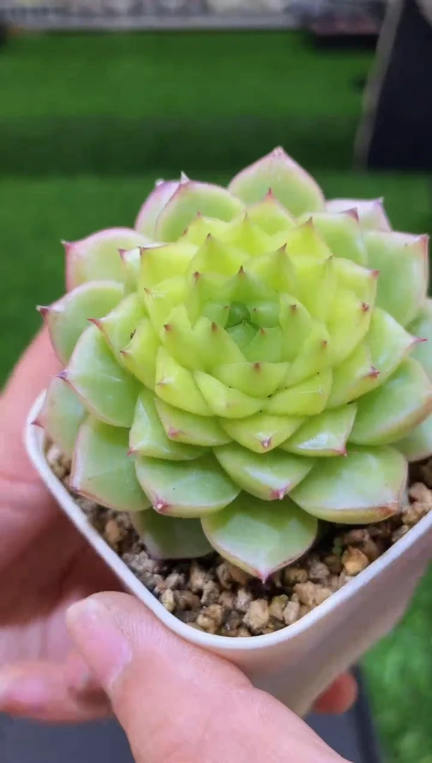 【闪购商品】135钻石星辰