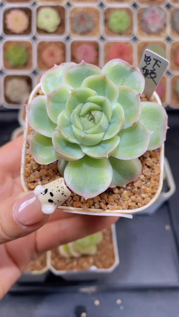 【闪购商品】107虾饺