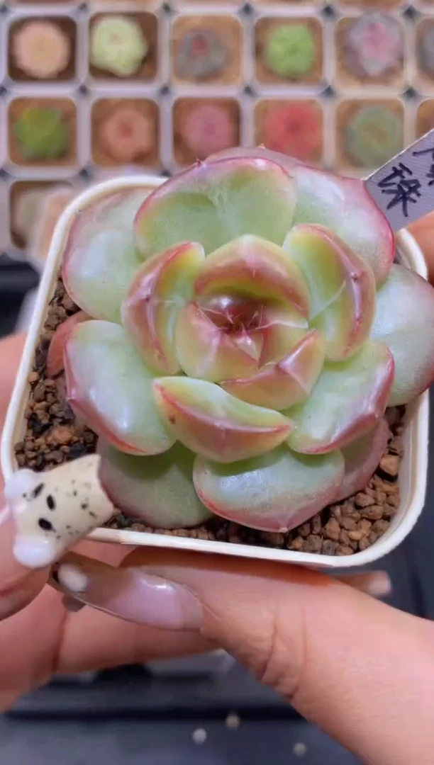 【闪购商品】167玫瑰爆珠