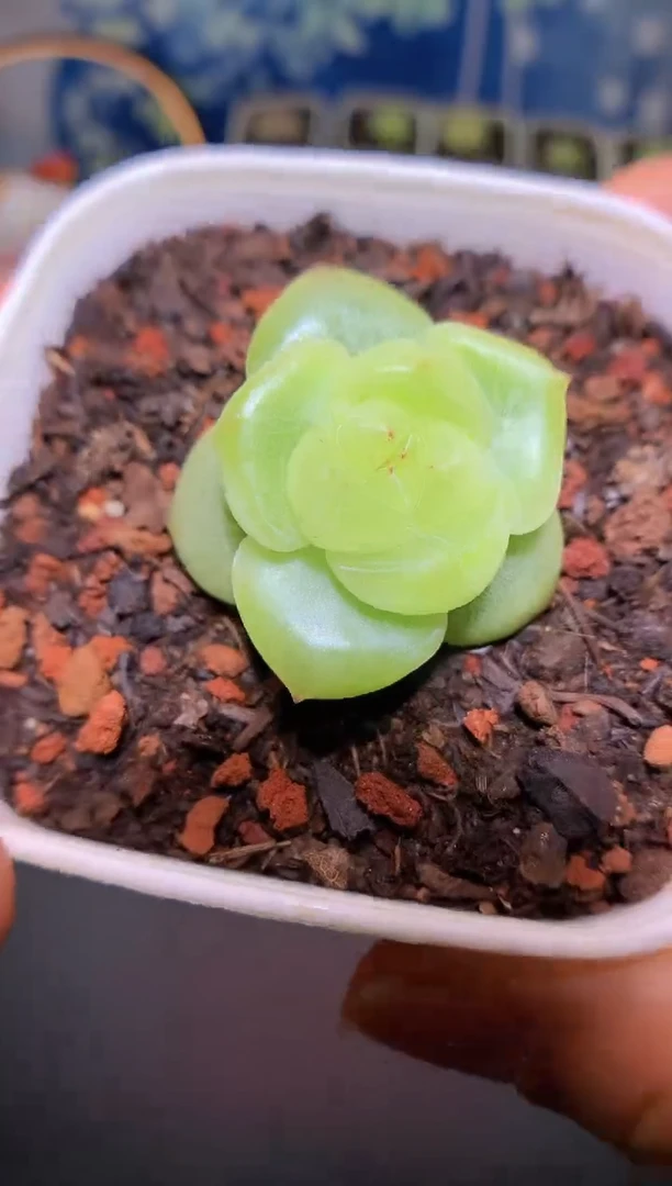 【闪购商品】065翡翠灯