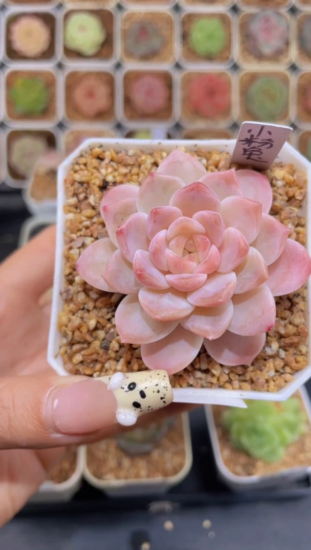 【闪购商品】219小粉兔