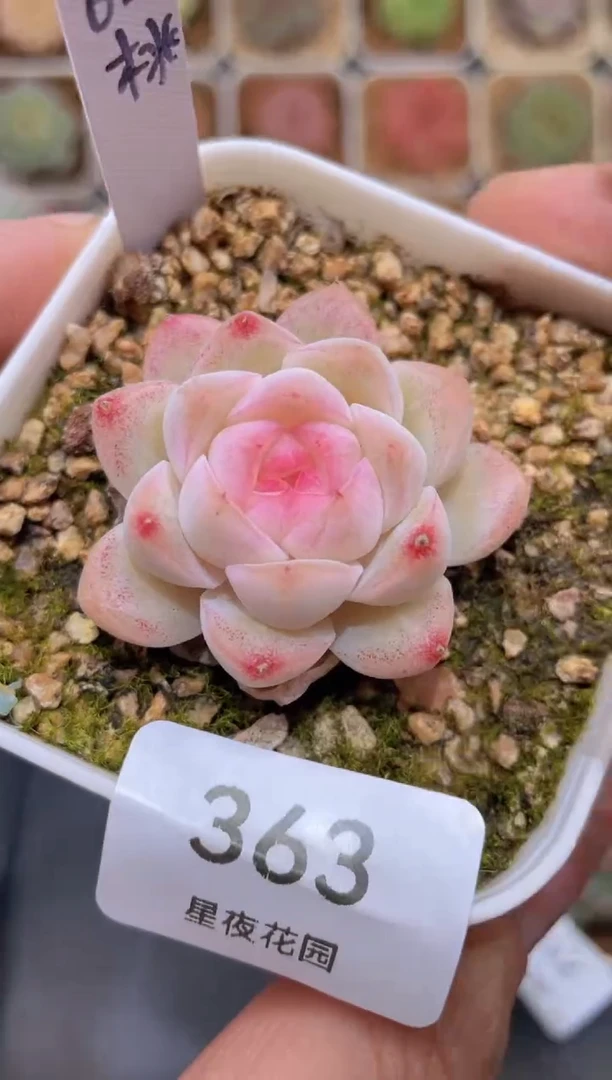 【闪购商品】363甜桃