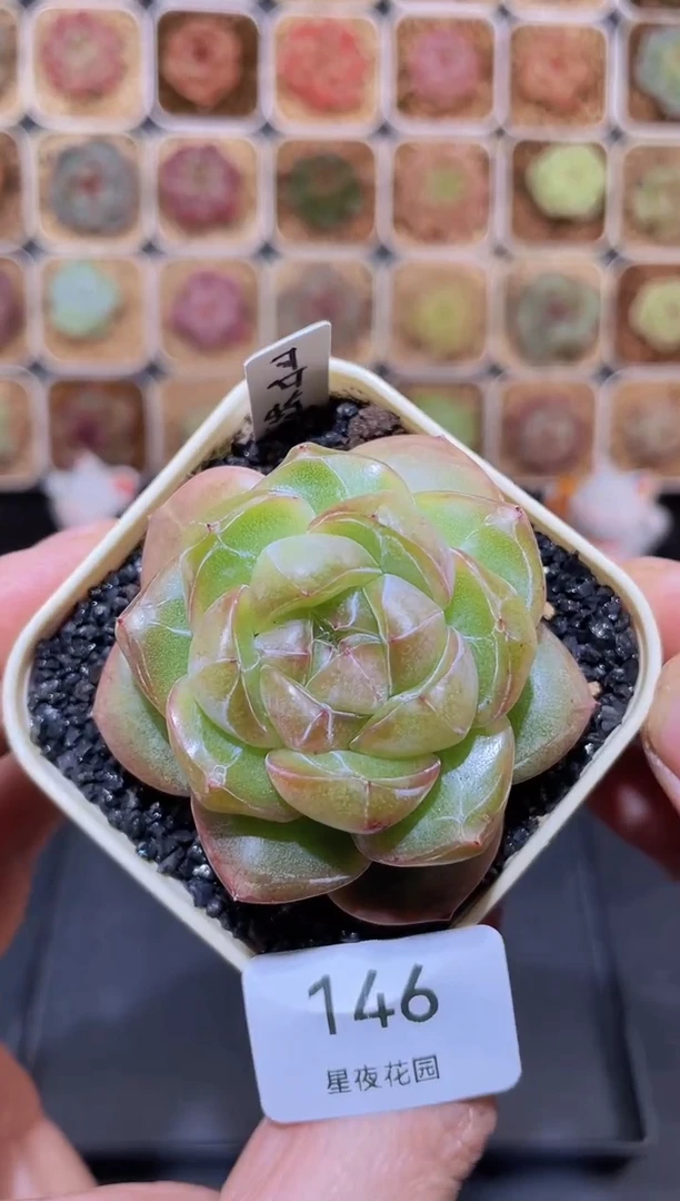 【闪购商品】146哥特爆珠