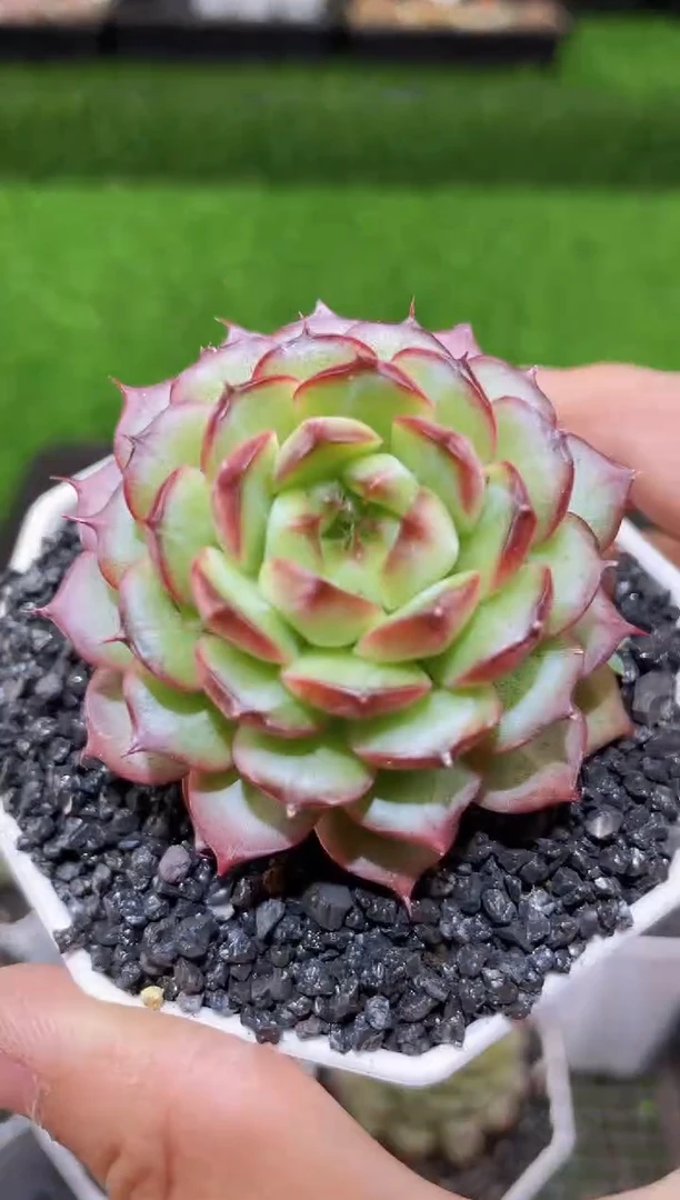 【闪购商品】海蜇珍妮量拍一颗样品发