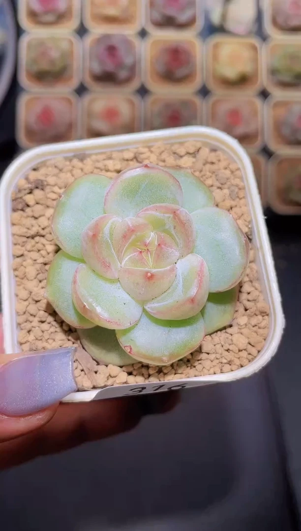 【闪购商品】316白爆