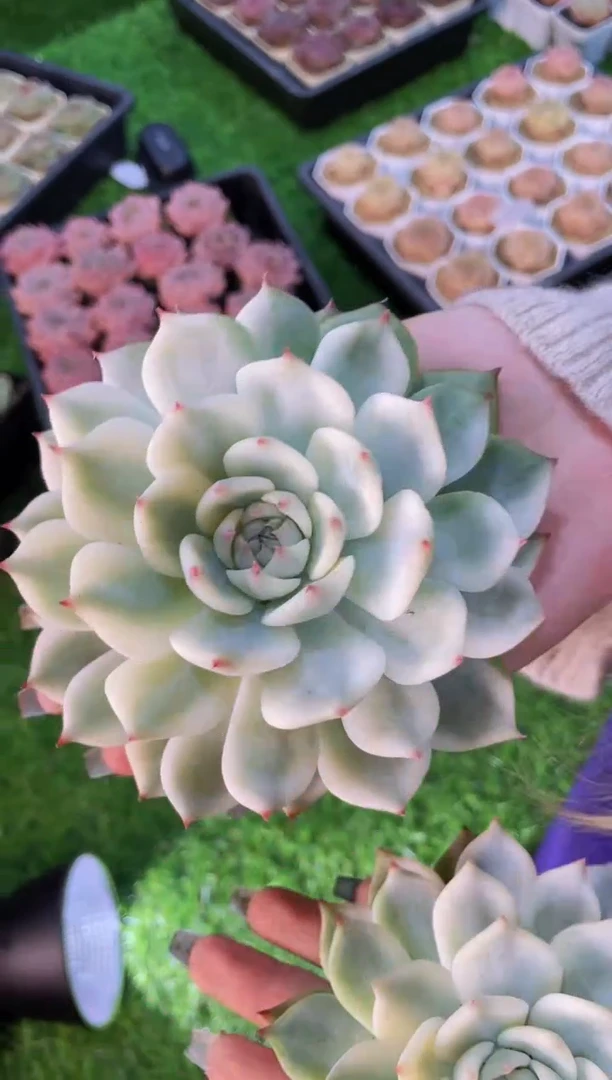 【闪购商品】吉娃娃锦大单头量拍一颗