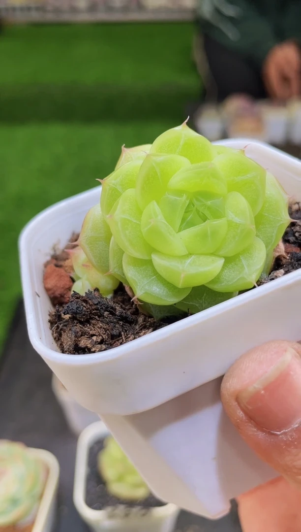 【闪购商品】碧罗珍妮量拍一颗双头起发