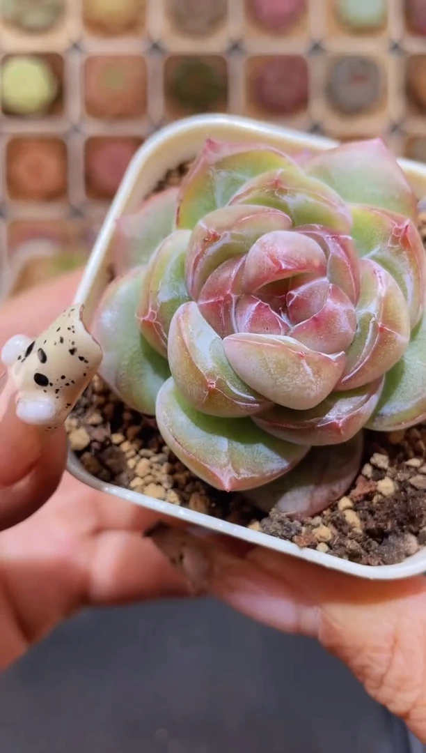 【闪购商品】149荔枝爆珠