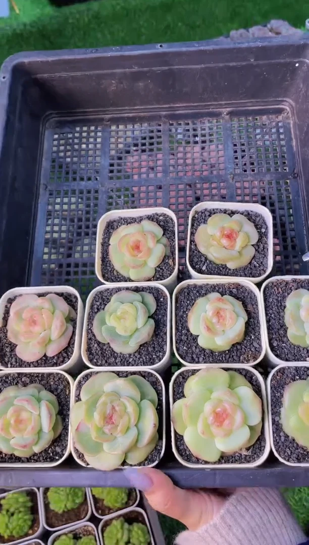 【闪购商品】点苍单头量拍一颗