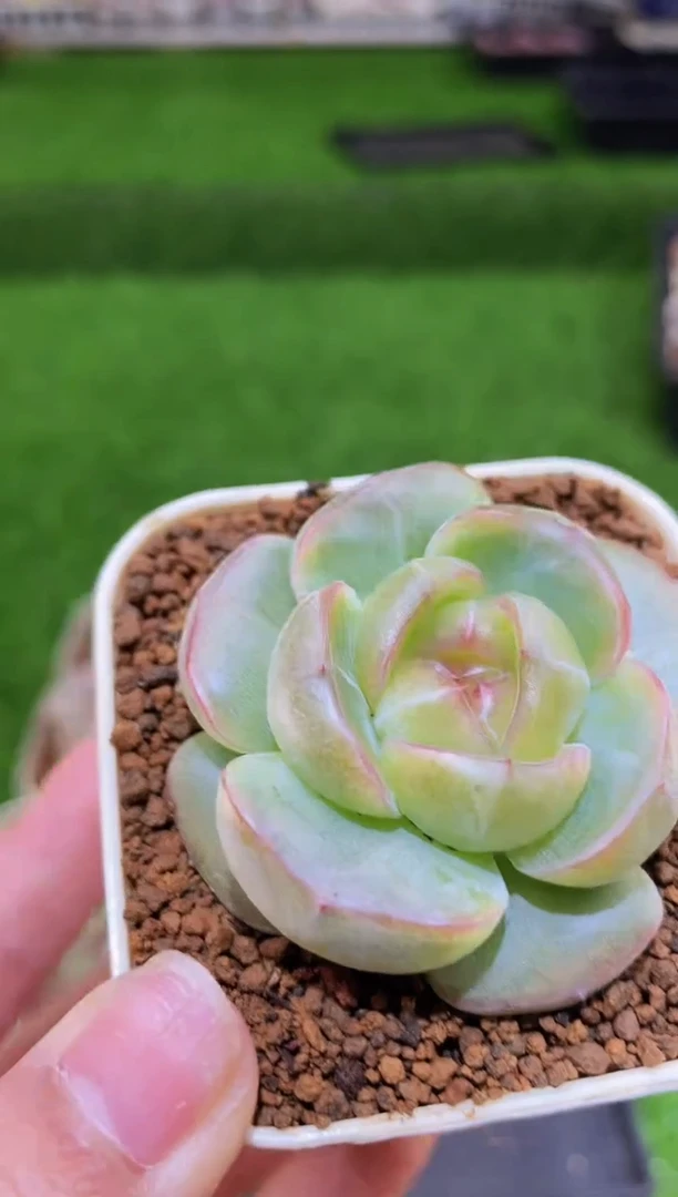 【闪购商品】199逍遥