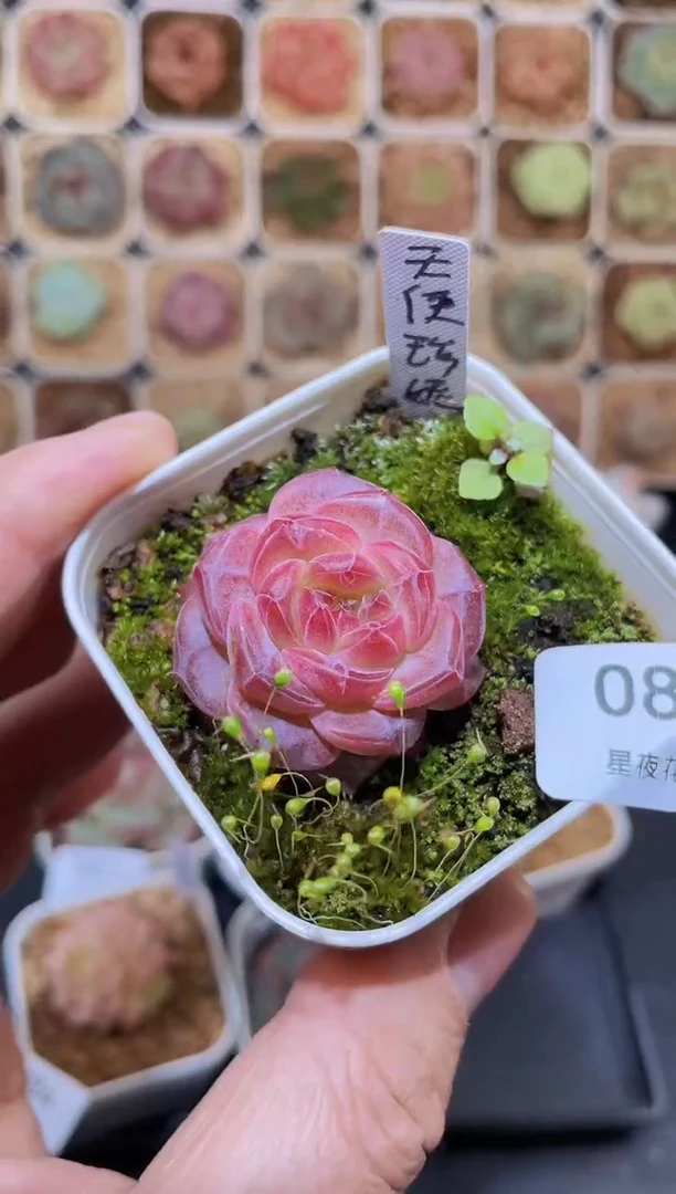 【闪购商品】086天使珍妮