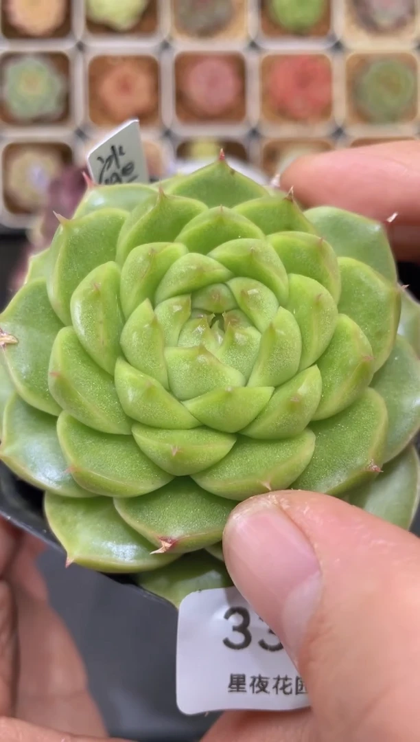 【闪购商品】335冰胆