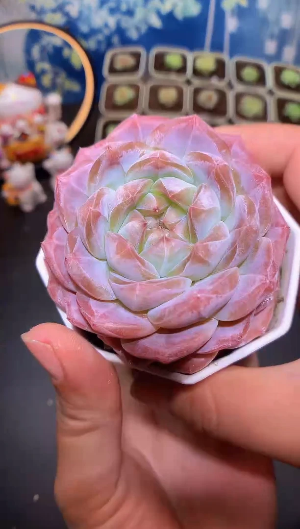 【闪购商品】059彩虹琥珀