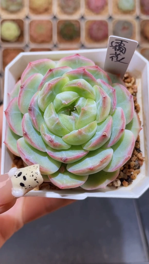 【闪购商品】159霜花