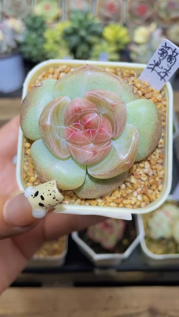 【闪购商品】522葡萄果冻多肉