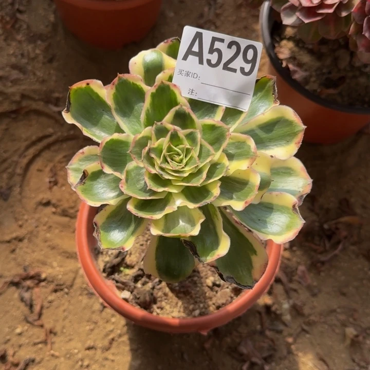 红陶20CM（含）-50CM（不含）博*王菲529