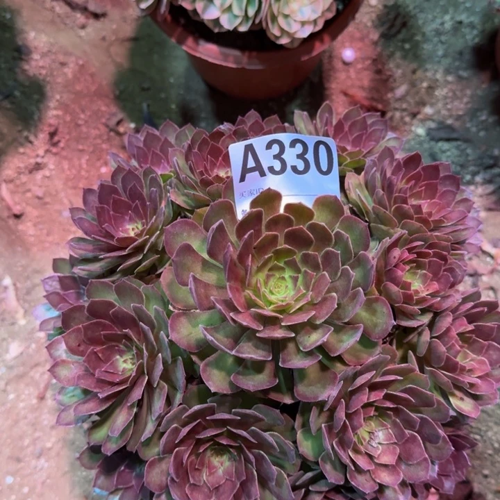 红陶20CM（含）-50CM（不含）无*红魔330