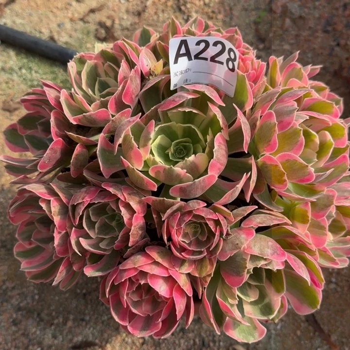 红陶20CM（含）-50CM（不含）鸿***歌粉女郎228