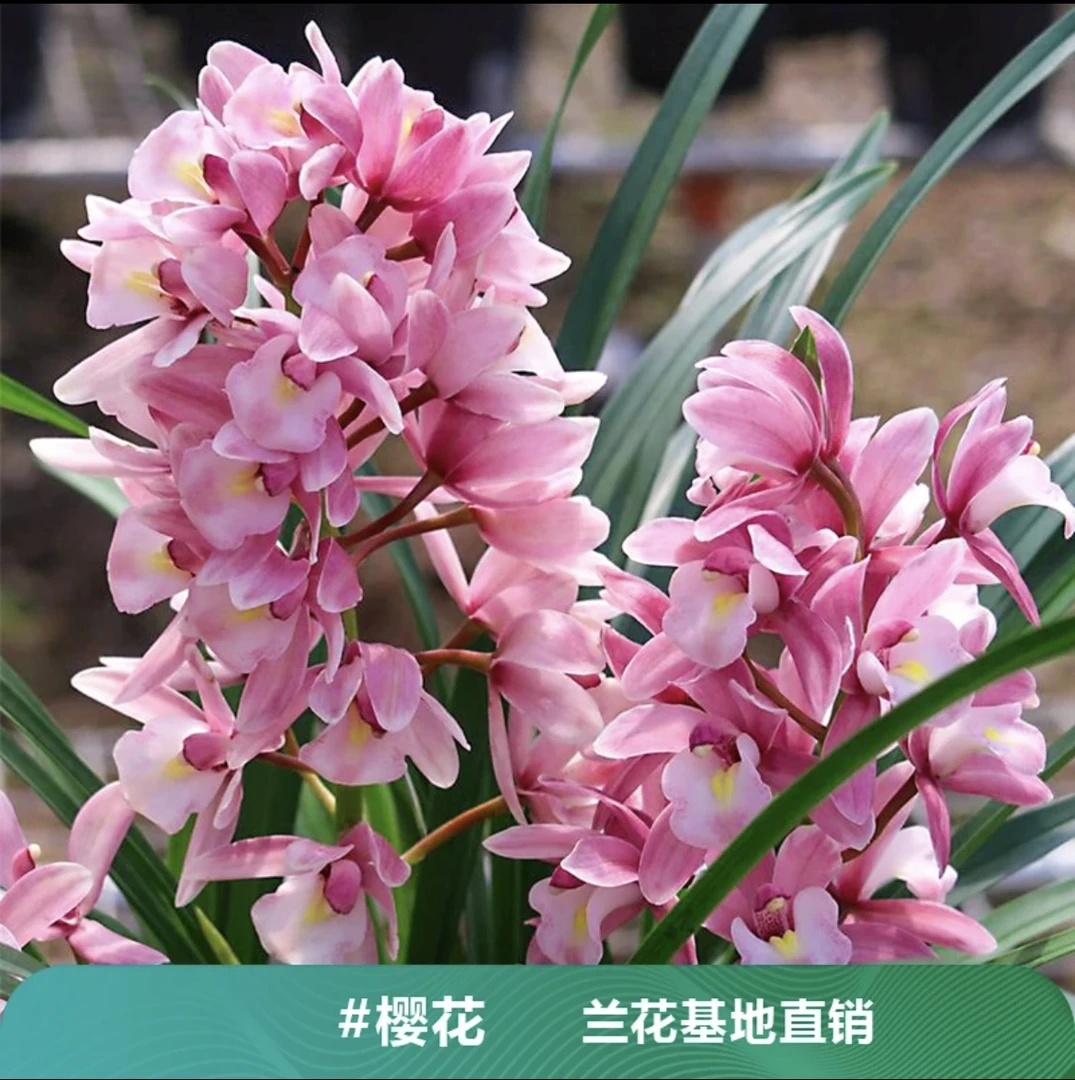 大花蕙兰满堂红兰花基地直发带紫砂陶瓷盆栽好春季开花养兰种植