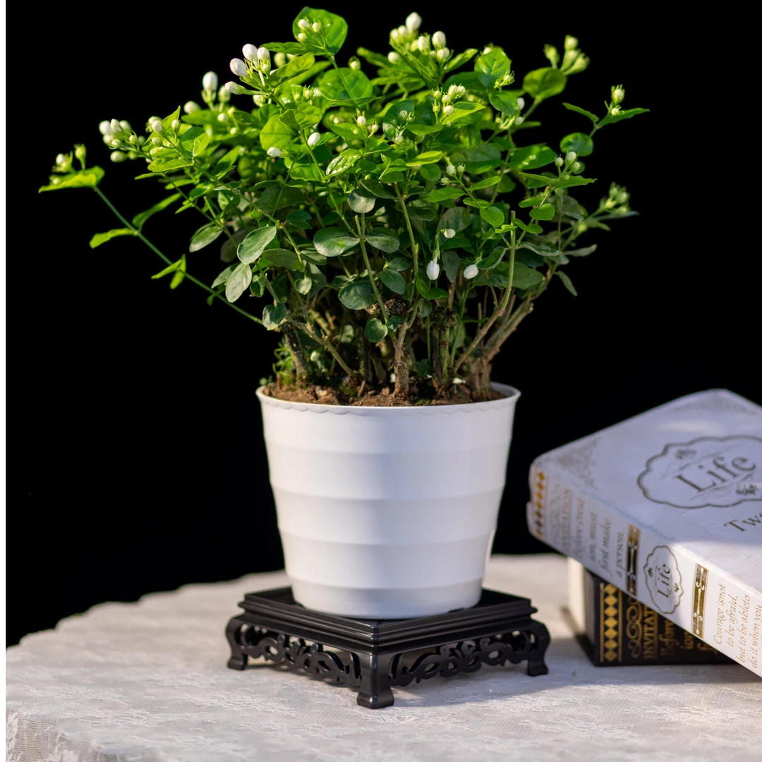 【两年半】广西茉莉花盆栽重瓣香水茉莉基地种植品质原盆原土优质苗