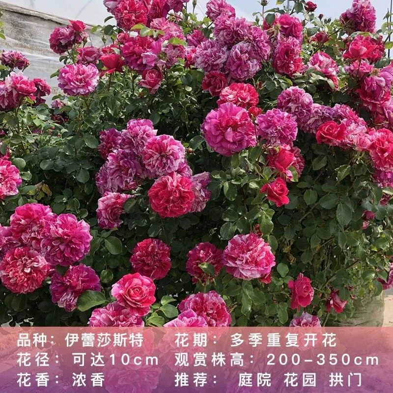 少刺 伊蕾莎斯特 复色大花 四季丰花
