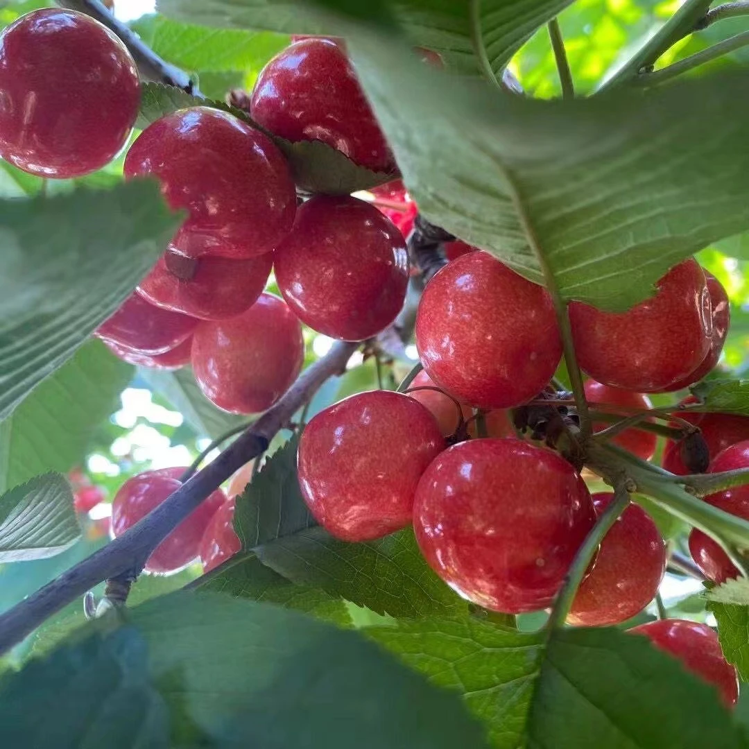 【京东冷链红灯5斤】山东露天红灯大樱桃肉厚酸甜产地采摘 坏果包赔