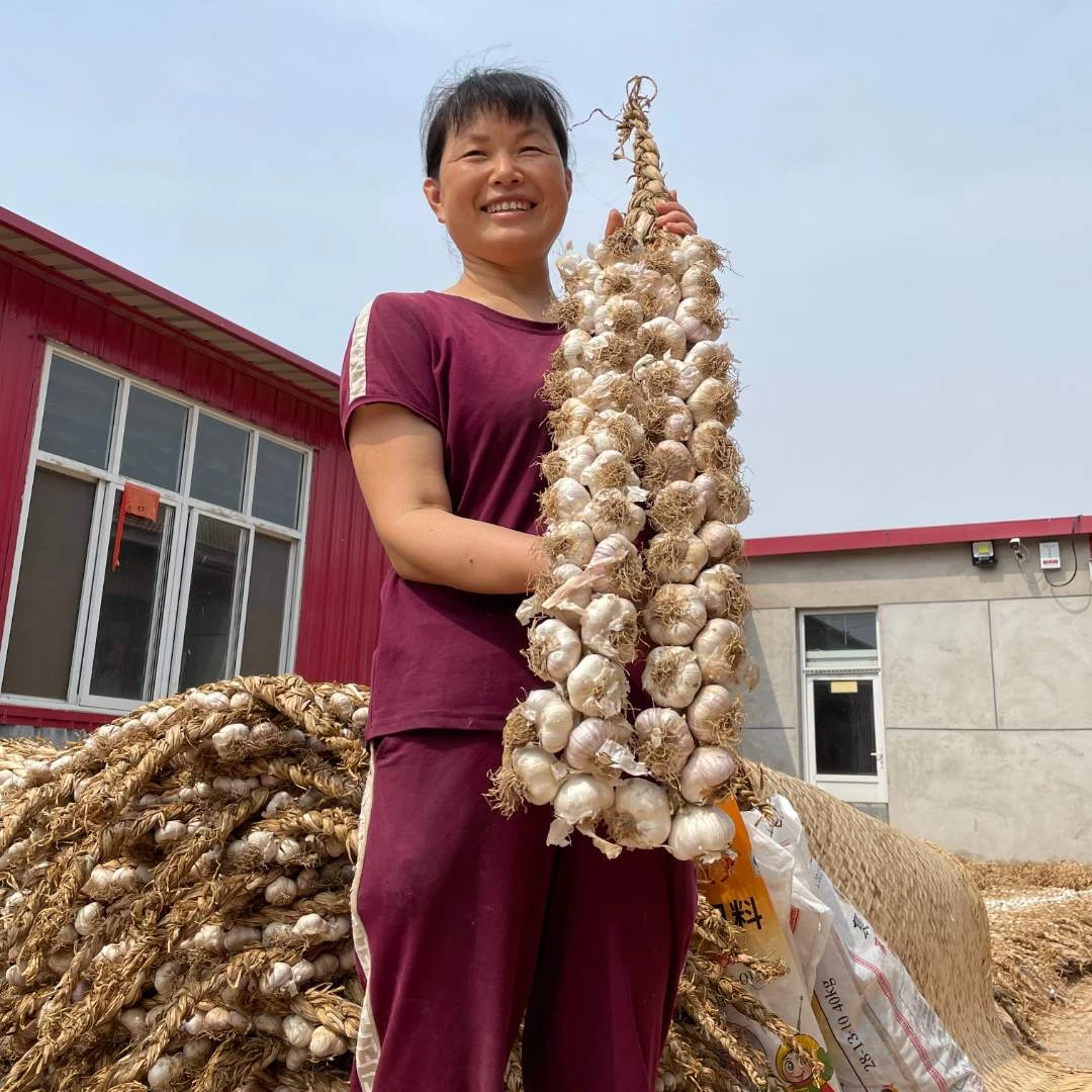 静海四六瓣大蒜老品种50头保45头，现己发小芽