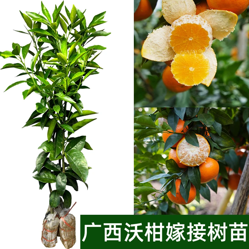 广西沃柑树苗嫁接苗带土带叶发货南方种植无籽无核高产品种包邮