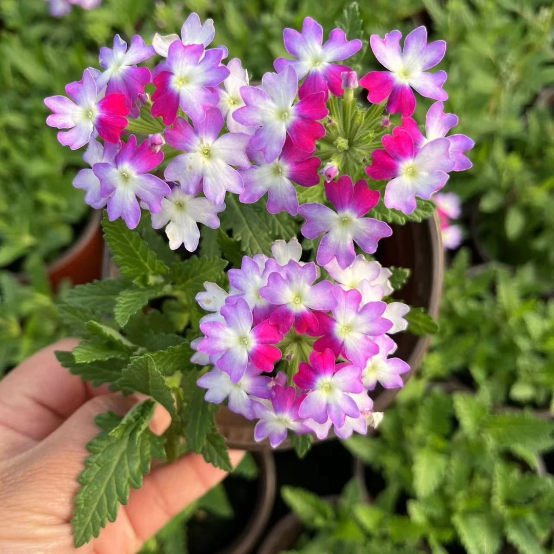 美女樱盆栽阳台庭院花卉绿植窗台好养易活