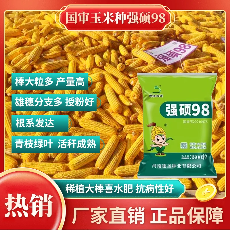 国审强硕98玉米种子 稀植高产大棒 厂家直销 一粒封顶 高产稳产