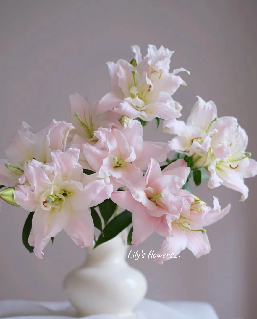 女神重瓣百合云南直发【任意两单同地址顺丰】