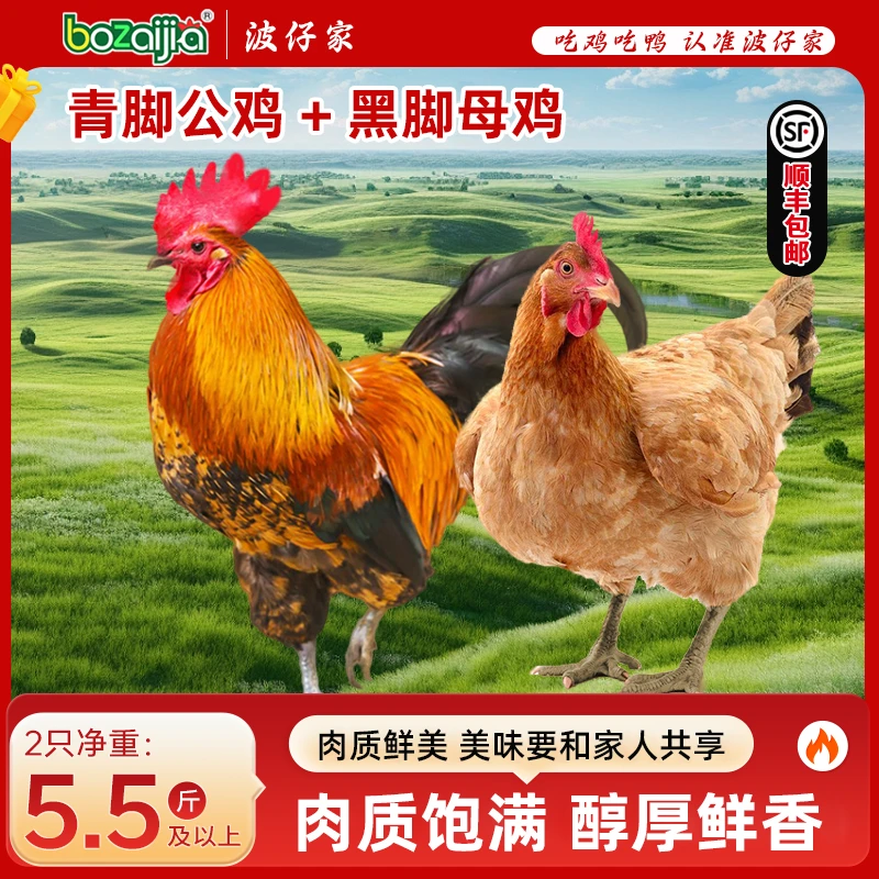 【bozaijia】波仔家青脚公鸡1.75kg*1+黑脚母鸡1kg*1组合