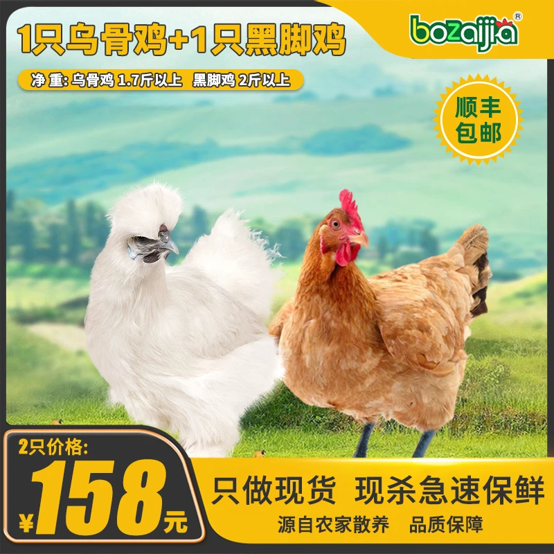 bozaijia波仔家【乌鸡和老母鸡组合】大别山正宗散养乌鸡散养黑脚鸡