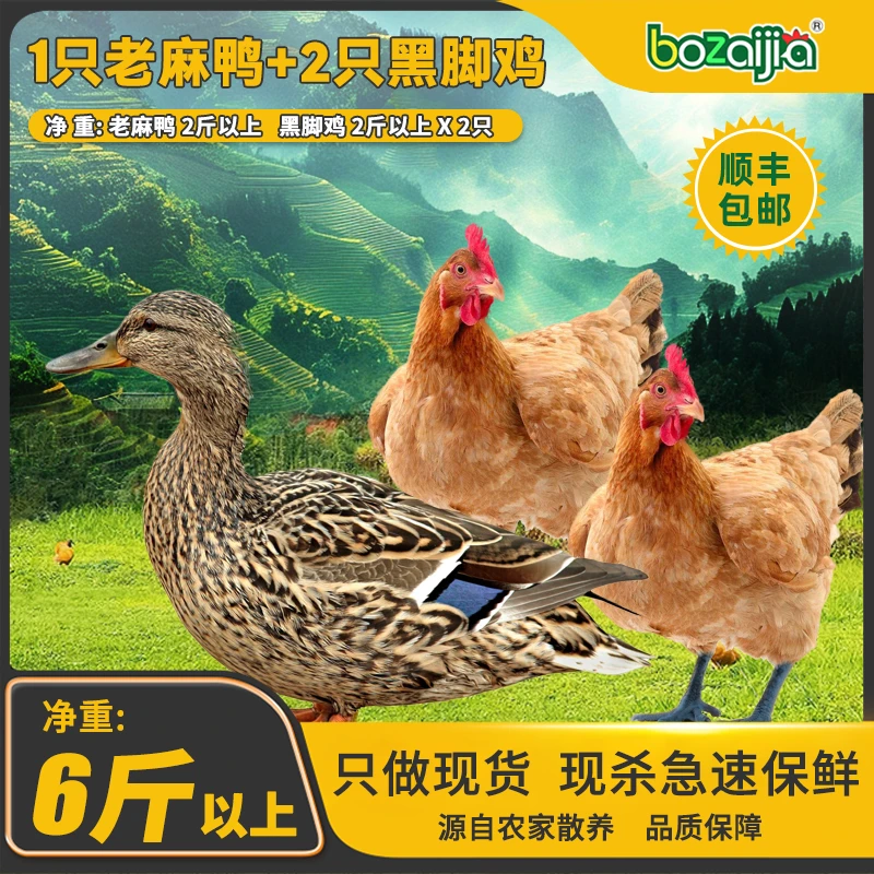 波仔家【荆江老麻鸭和黑脚土鸡组合】荆江老麻鸭大别山散养黑脚土鸡