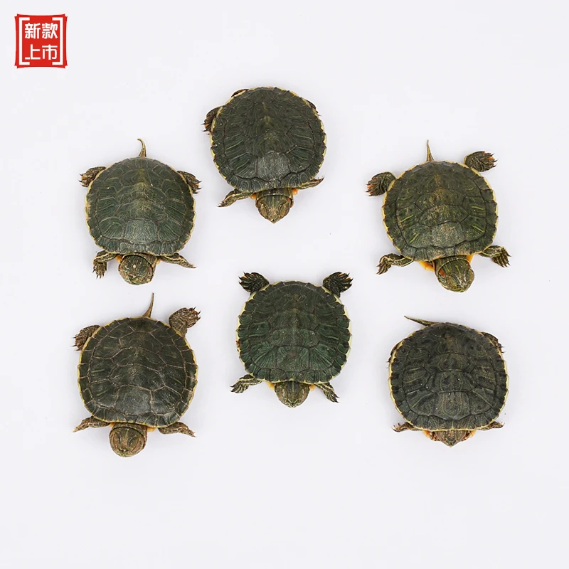 巴西龟宠物龟活体活物红耳龟水龟幼苗观赏大乌龟好养活小宠物龟苗