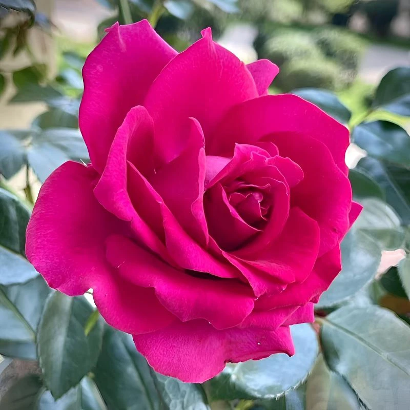 美人丽芙 大花浓香型月季花苗颜色渐变四季好养直立性好花期久