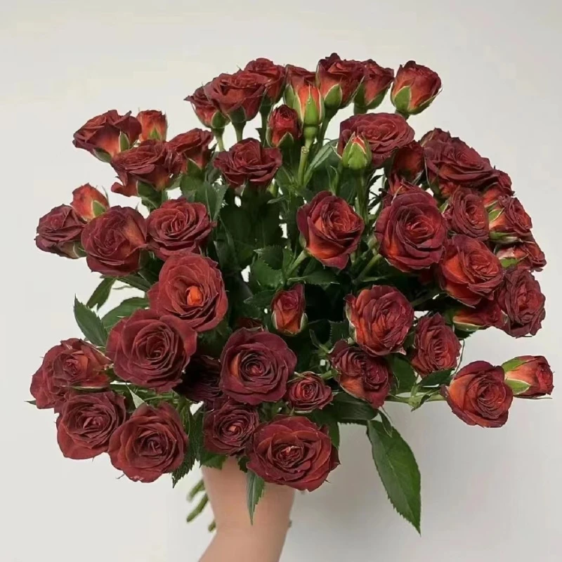 巧克力泡泡月季花苗勤花多头玫瑰阳台直立好养四季开花丰花月季