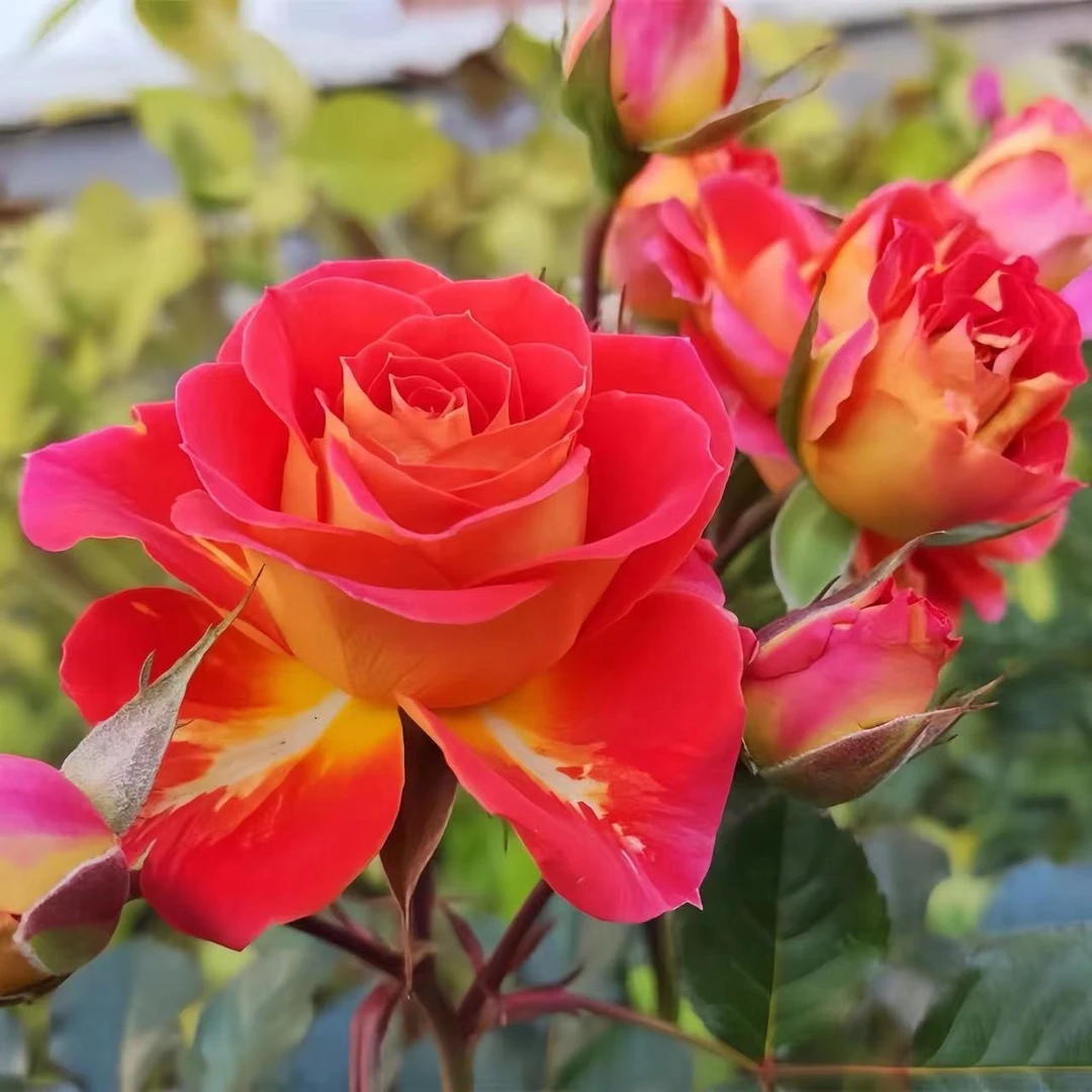双鱼座二乔月季花苗多头切花小玫瑰勤花阳台直立好四季好养月季花
