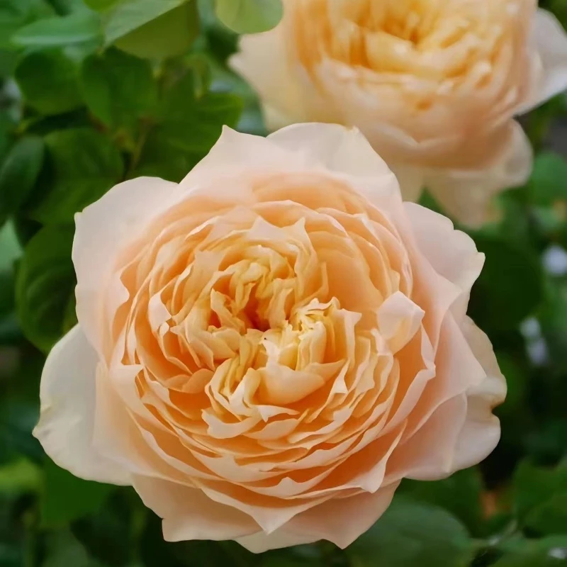 龙猫月季 大花重瓣浓香四季好养阳台灌木直立性好奥斯汀月季花苗