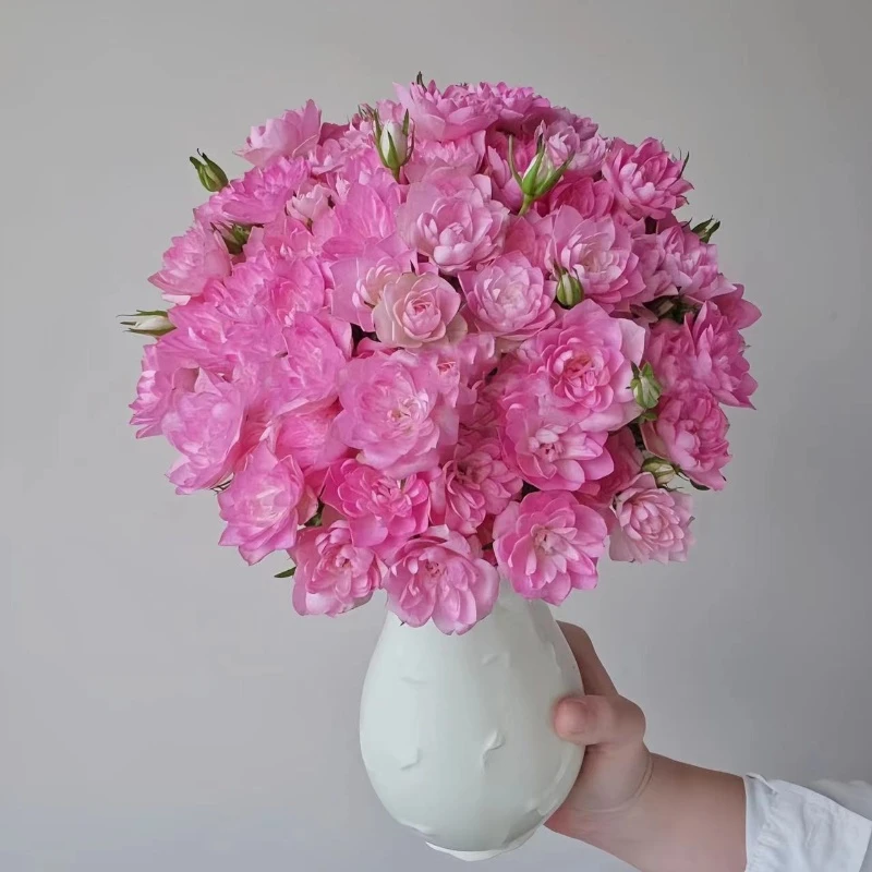 天荷繁星 多头勤花月季花苗四季开花阳台爆花好养丰花月季花卉