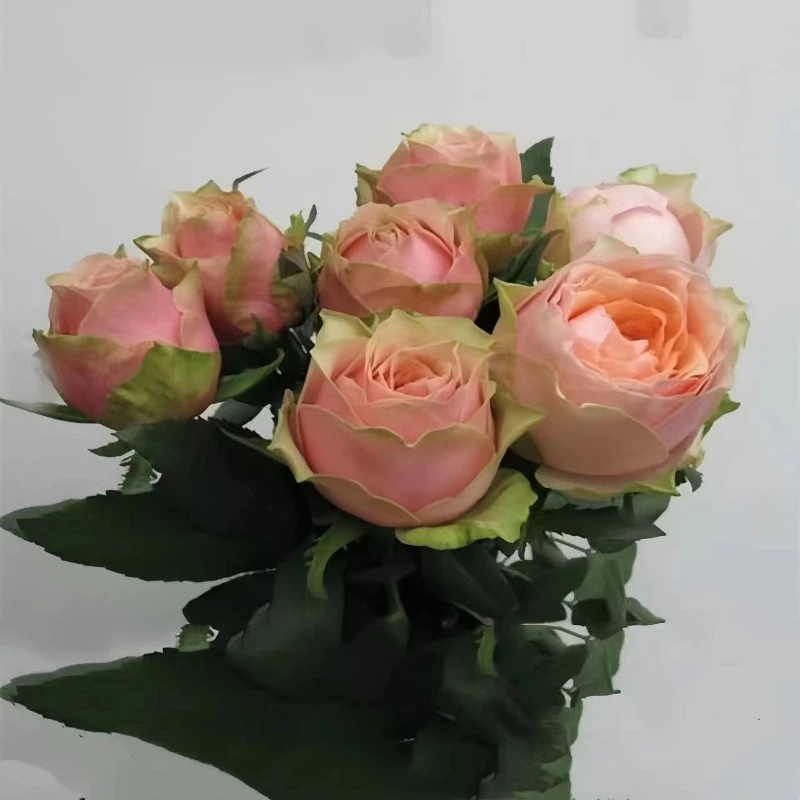 教父月季花苗重瓣花卉阳台盆栽长势好新手四季好养营养土扦插苗