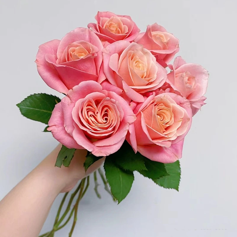 朱小姐切花玫瑰高杯月季花苗阳台四季好养直立性好花期长月季花卉