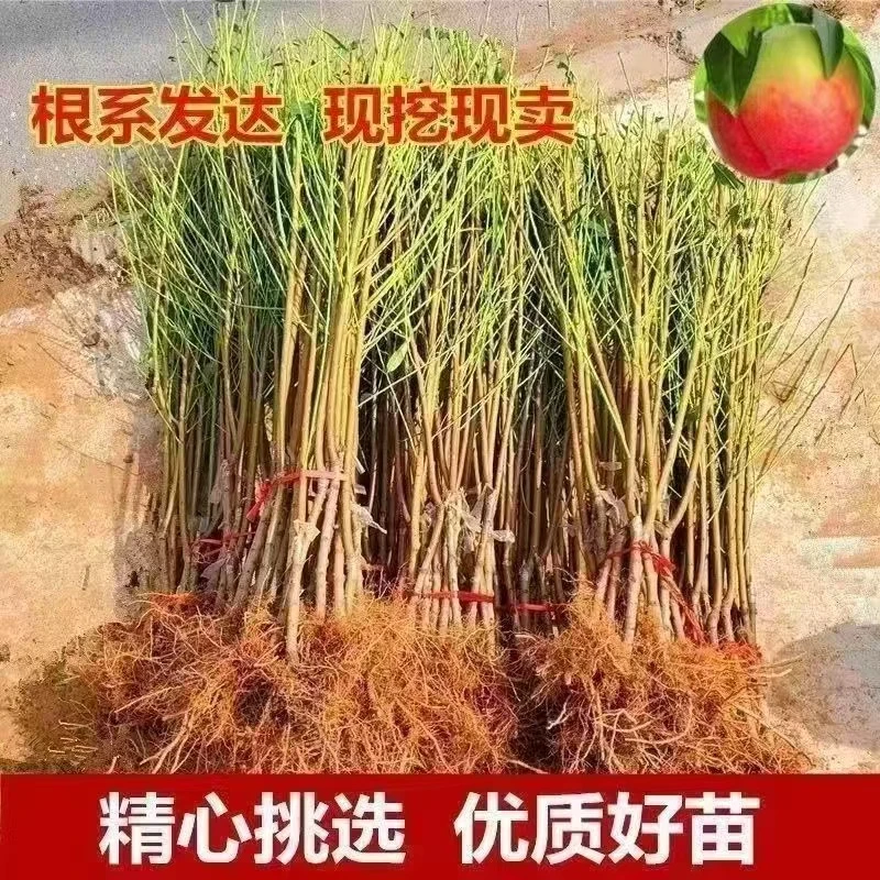 嫁接桃树苗 南北方均可种植