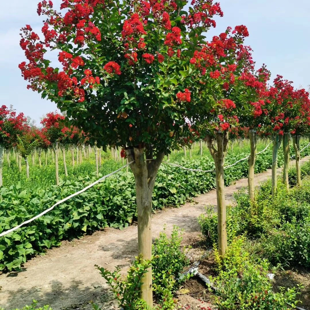百日红大红花紫薇美国紫薇天鹅绒红火箭紫薇紫叶丹红庭院别墅首选