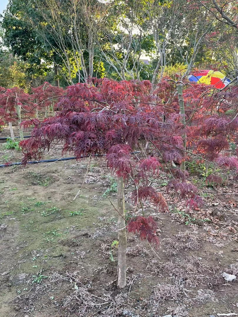一物一拍枫树红枫红舞姫红枫日本红枫盆栽地栽别墅庭院植物